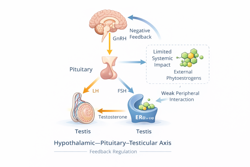 diagram of hypothalamic pituitary testicular axis showing hormonal feedback regulation in males