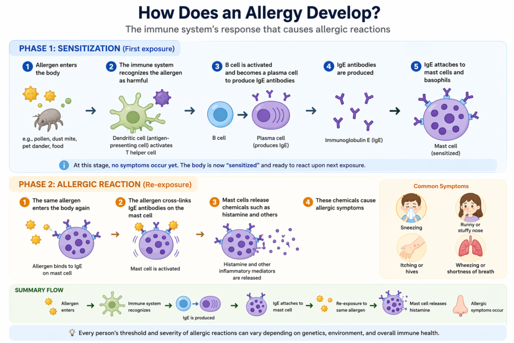 allergy immune response IgE mast cell histamine process diagram
